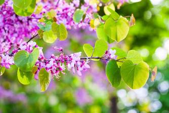 redbud tree with magenta flowers