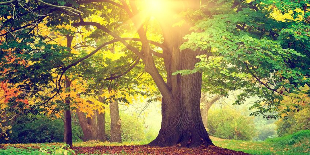 Beautiful park tree.