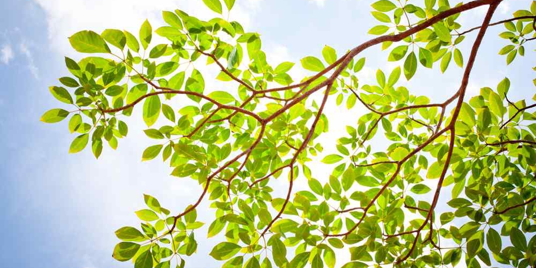 Branch in the sun