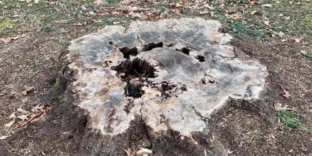 Monster Tree Service Image