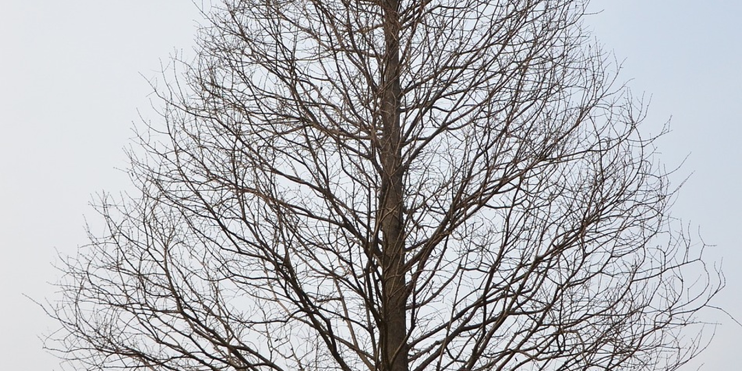Tree Without Leaves