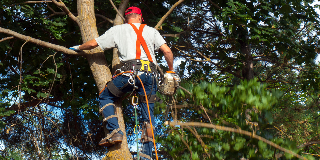 An arborist in a red cap and safety harness climbs a large tree to perform pruning work. He is equipped with climbing spikes, a tool belt, and a chainsaw hanging from his side as he navigates the thick branches. The scene is set within a dense, canopy