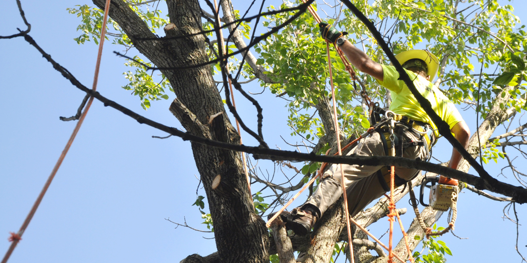 Arborist secured with ropes and harness performing high tree pruning work against a clear blue sky