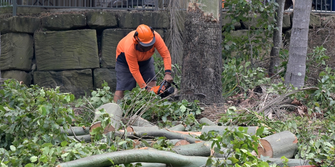 Arborists cutting down trees