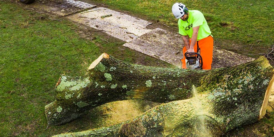 professional tree removal