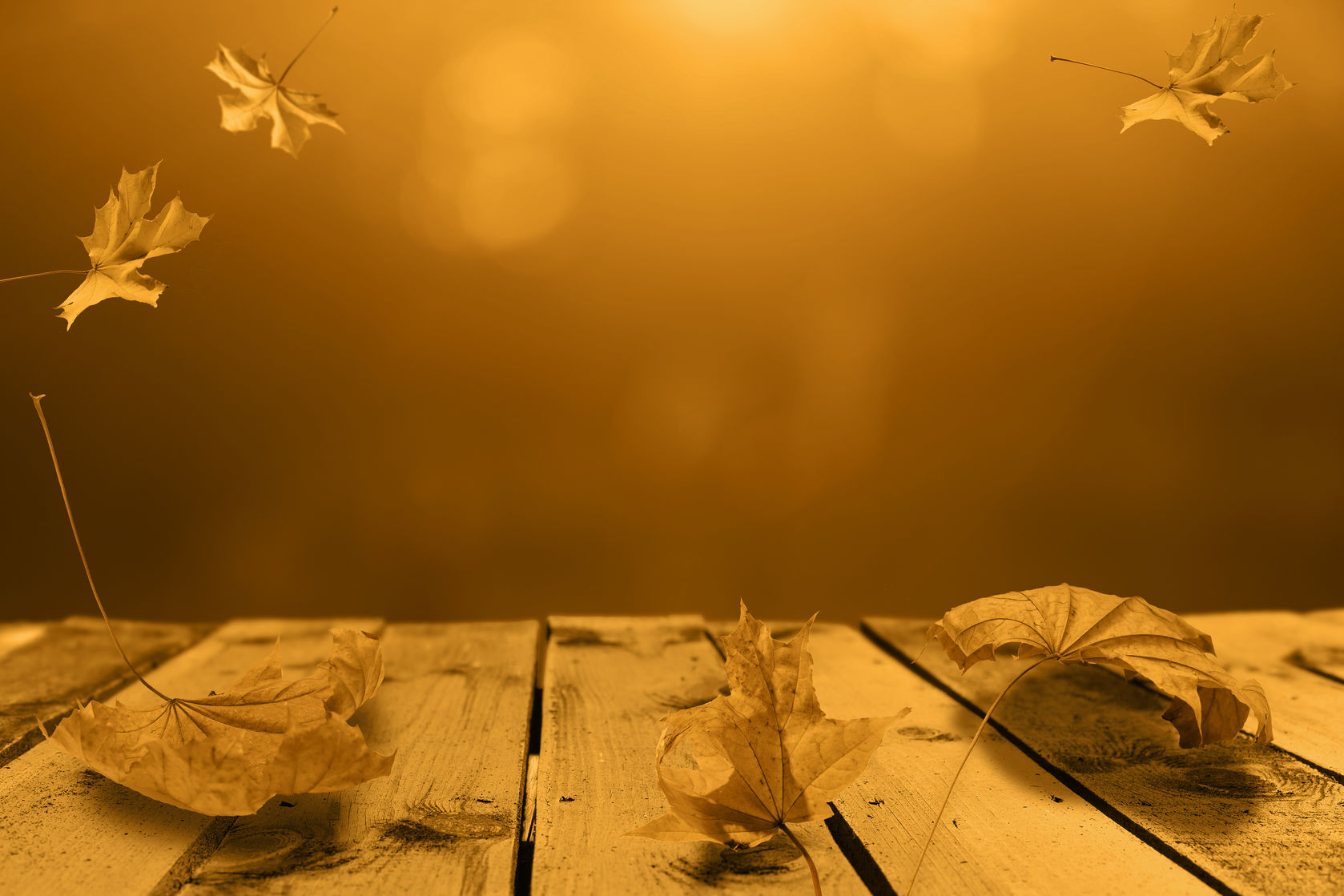 The Ultimate Guide to Oak Wilt Treatment, Symptoms, and Prevention in Brazos Valley