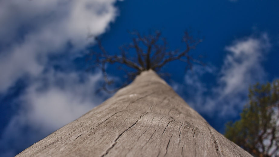 Deadwooding your trees: why it matters