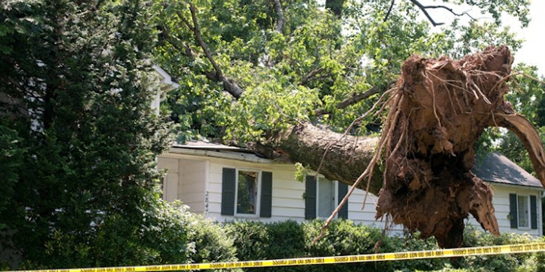 How To Straighten a Leaning Tree in Nashville, TN