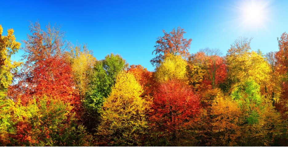 How and why leaves change color in the fall