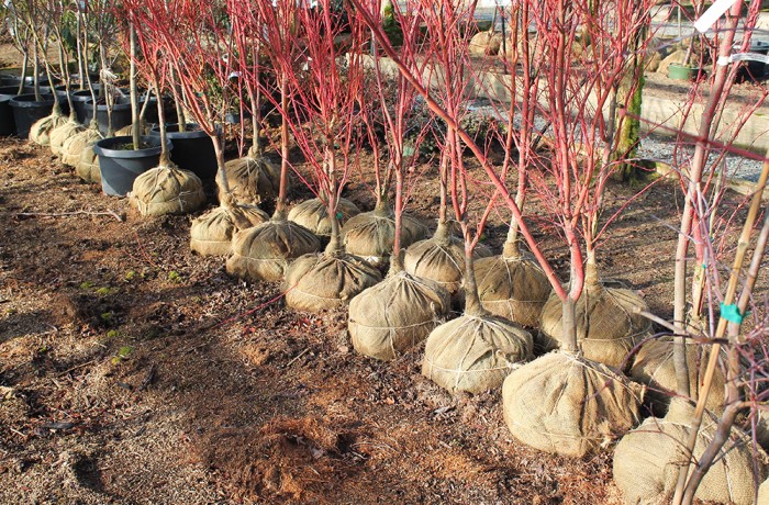 The Key to Smart Tree Selection in Minnesota