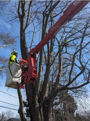 Our crew preforming pruning on a silver maple to help maintain structure and size.