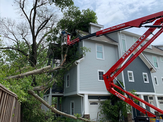 How To Deal With a Tree With Hanging Branches in Greenville County