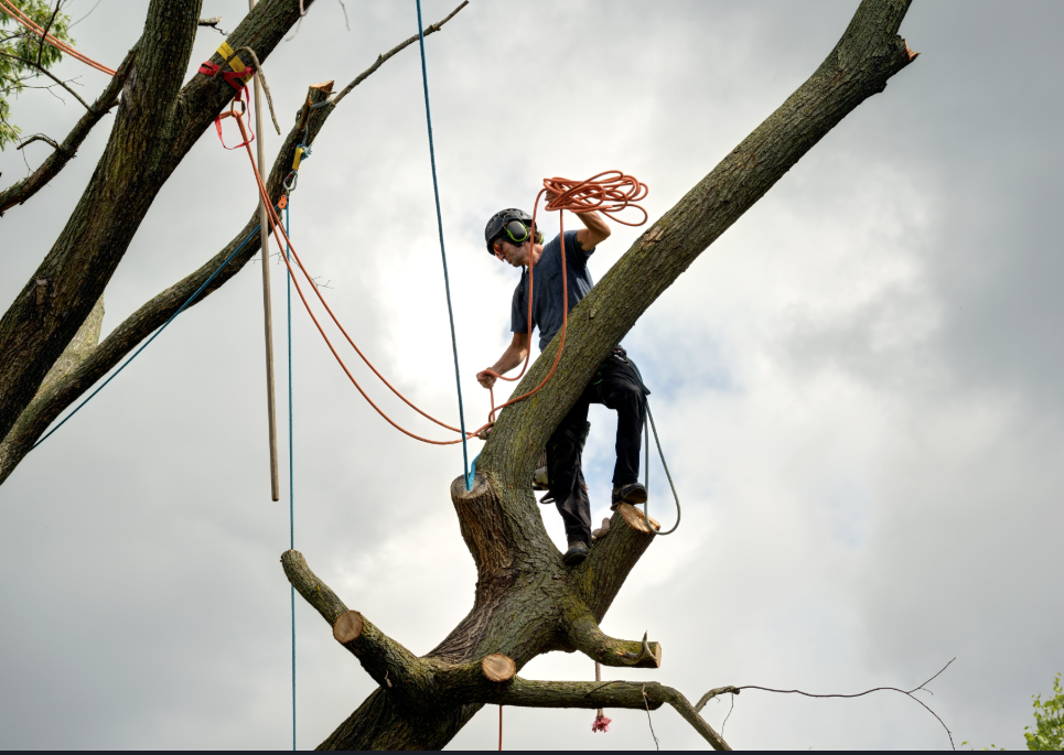 How Much Does Tree Removal Cost? Equipment, Labor & Site Restoration Breakdown for Texas Gulf Coast