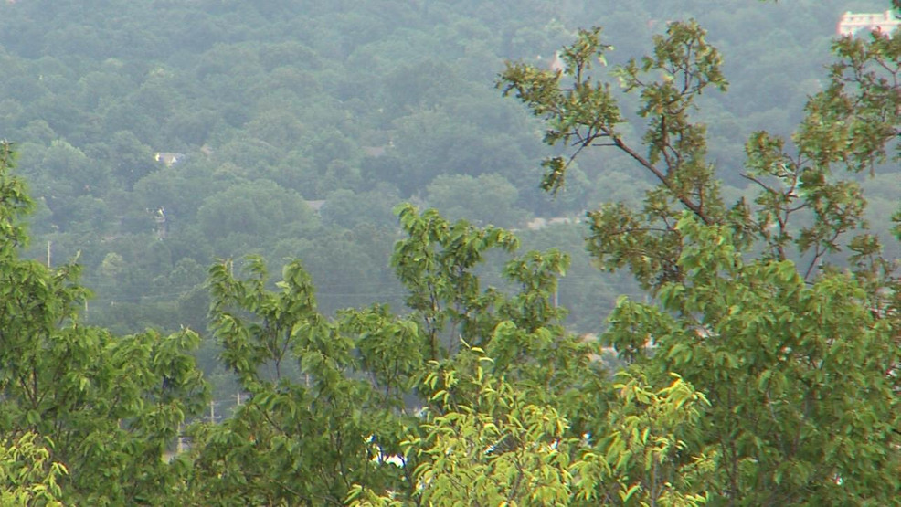 Discover Oklahoma's Native Trees: A Guide for Owasso, Chasko, and Tulsa